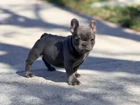  Mini  frenchie, a female French Bulldog for sale in Los Angeles, CA – 2 of 2