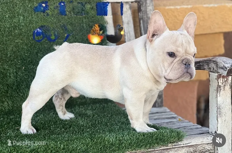 Mini frenchie  , a male French Bulldog for sale in Los Angeles, CA – 1 of 1