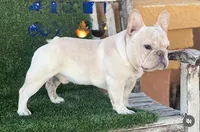Mini frenchie  , a male French Bulldog for sale in Los Angeles, CA – 1 of 1