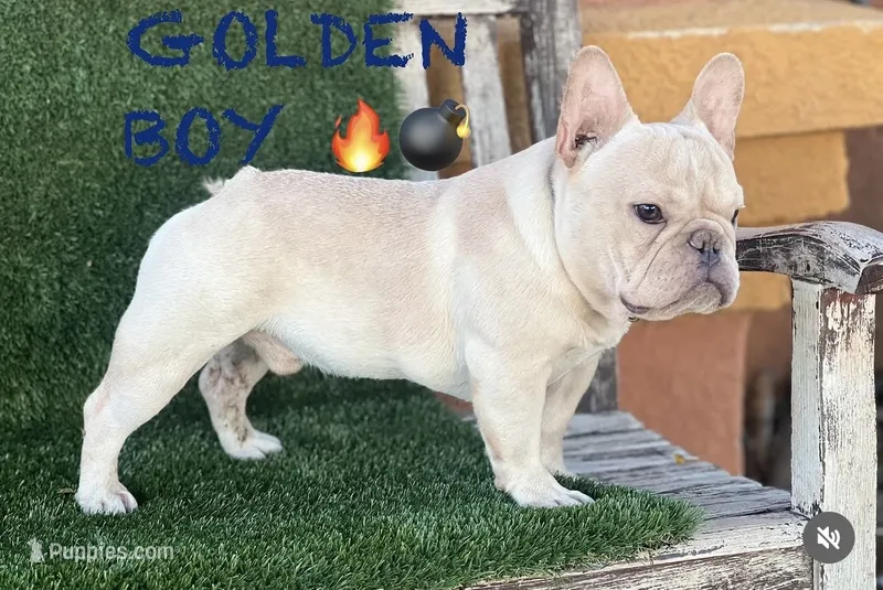 Golden boy – French Bulldog puppy for sale in Los Angeles, CA