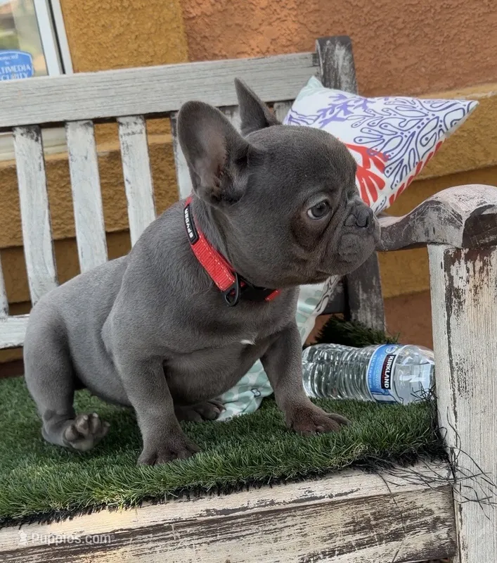 Mini frenchie  – French Bulldog puppy for sale in Los Angeles, CA