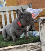 Mini frenchie , a female French Bulldog for sale in Los Angeles, CA – 1 of 2