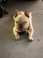 Mini frenchie , a male French Bulldog for sale in Los Angeles, CA – 1 of 1