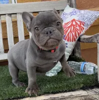 Mini frenchie , a female French Bulldog for sale in Los Angeles, CA – 2 of 2