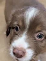 Coco , a female Miniature Australian Shepherd for sale in Crockett, TX – 3 of 5