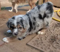 Snickers, a male Miniature Australian Shepherd for sale in Crockett, TX – 4 of 5