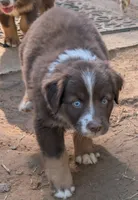 Indie, a female Miniature Australian Shepherd for sale in Crockett, TX – 3 of 3