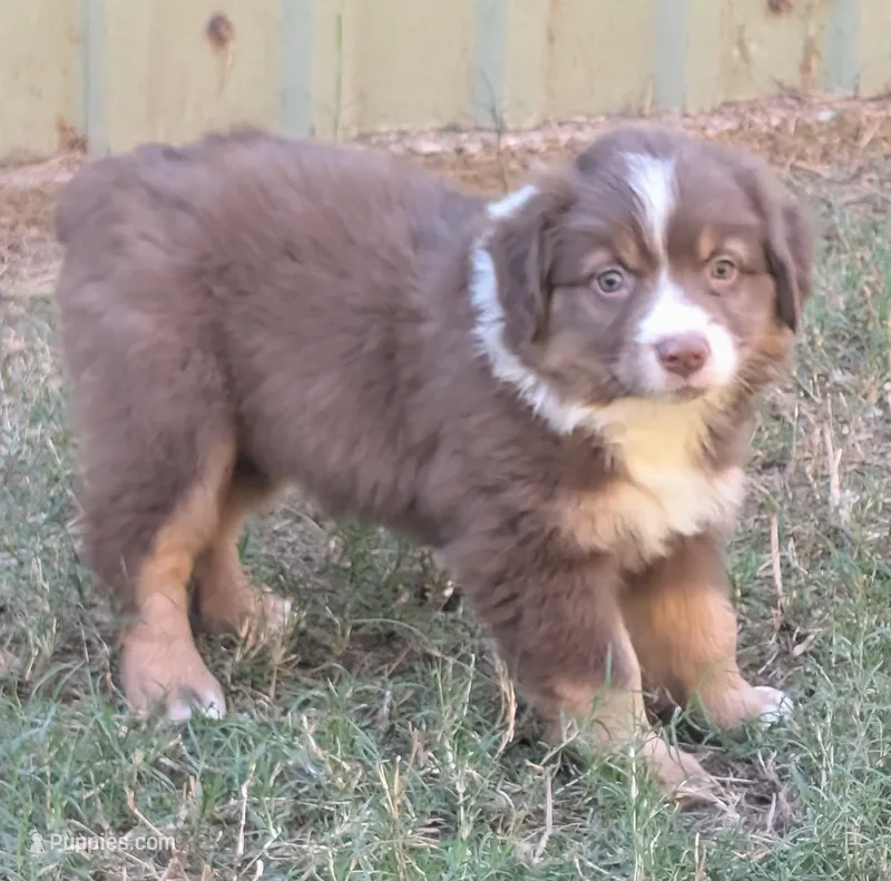 Coco  – Miniature Australian Shepherd puppy for sale in Crockett, TX