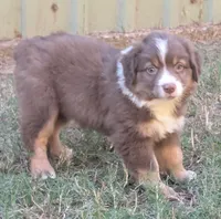Coco , a female Miniature Australian Shepherd for sale in Crockett, TX – 1 of 5