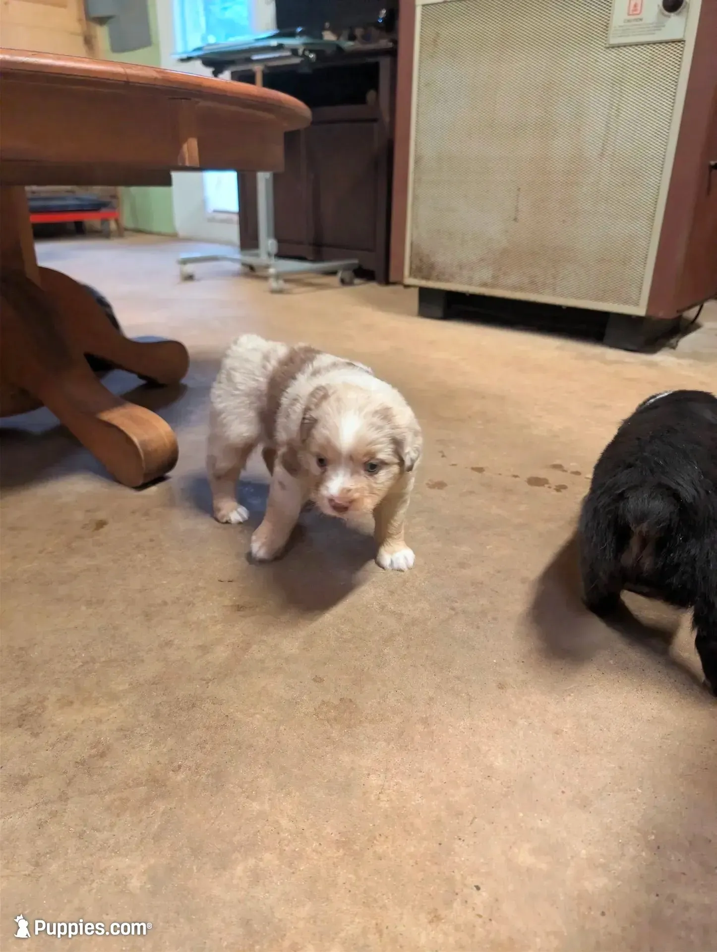 Rusty , a male Miniature Australian Shepherd for sale in Crockett, TX – 4 of 4