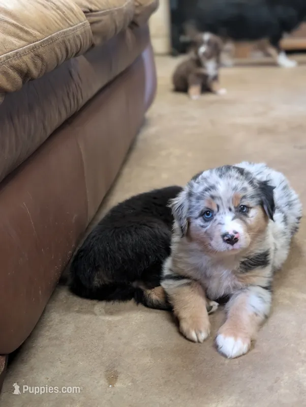 Lucky – Miniature Australian Shepherd puppy for sale in Crockett, TX