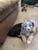 Lucky, a male Miniature Australian Shepherd for sale in Crockett, TX – 1 of 1