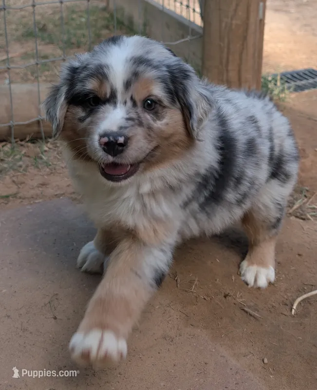 Snickers – Miniature Australian Shepherd puppy for sale in Crockett, TX