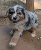 Snickers, a male Miniature Australian Shepherd for sale in Crockett, TX – 1 of 5