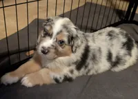 Snickers, a male Miniature Australian Shepherd for sale in Crockett, TX – 2 of 5
