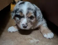 Snickers, a male Miniature Australian Shepherd for sale in Crockett, TX – 3 of 5