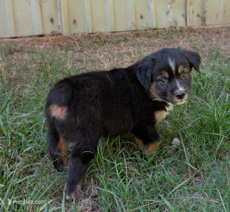 Mackenzie (Mac) – Miniature Australian Shepherd puppy for sale in Crockett, TX