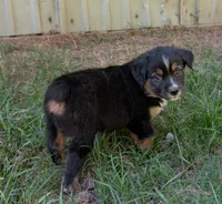 Mackenzie (Mac), a male Miniature Australian Shepherd for sale in Crockett, TX – 1 of 1