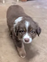 Coco , a female Miniature Australian Shepherd for sale in Crockett, TX – 5 of 5