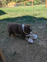 Coco , a female Miniature Australian Shepherd for sale in Crockett, TX – 2 of 5