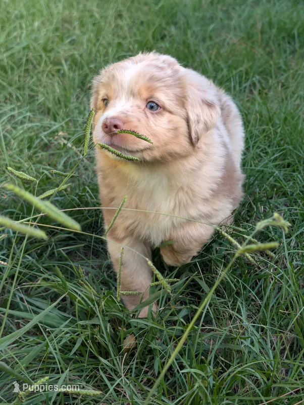 Rusty  – Miniature Australian Shepherd puppy for sale in Crockett, TX