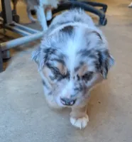 Snickers, a male Miniature Australian Shepherd for sale in Crockett, TX – 5 of 5
