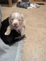 Rusty , a male Miniature Australian Shepherd for sale in Crockett, TX – 3 of 4
