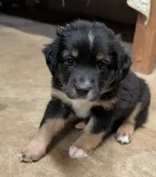 Honey, a female Miniature Australian Shepherd for sale in Crockett, TX – 2 of 3