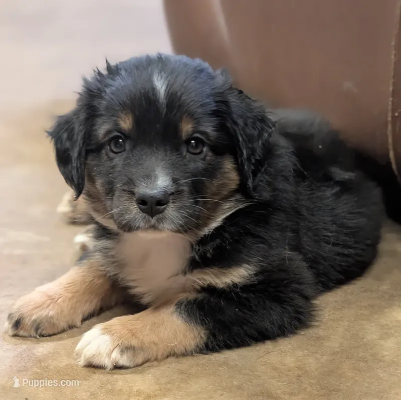 Honey – Miniature Australian Shepherd puppy for sale in Crockett, TX
