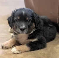 Honey, a female Miniature Australian Shepherd for sale in Crockett, TX – 1 of 3