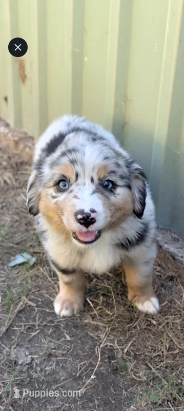 Lucky – Miniature Australian Shepherd puppy for sale in Crockett, TX