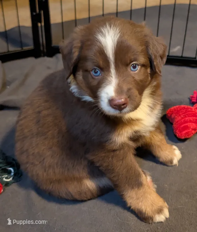 Indie – Miniature Australian Shepherd puppy for sale in Crockett, TX