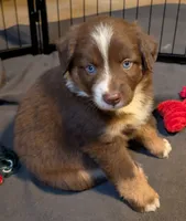 Indie, a female Miniature Australian Shepherd for sale in Crockett, TX – 1 of 3