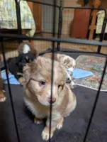 Rusty , a male Miniature Australian Shepherd for sale in Crockett, TX – 2 of 4