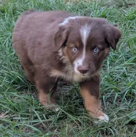 Indie, a female Miniature Australian Shepherd for sale in Crockett, TX – 2 of 3