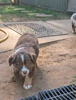 Coco , a female Miniature Australian Shepherd for sale in Crockett, TX – 4 of 5