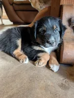 Honey, a female Miniature Australian Shepherd for sale in Crockett, TX – 3 of 3