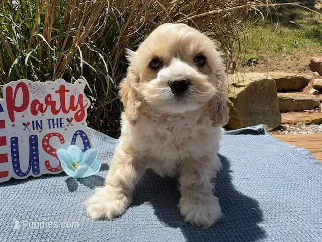 DUCKY – Cockapoo puppy for sale in Blacksburg, VA