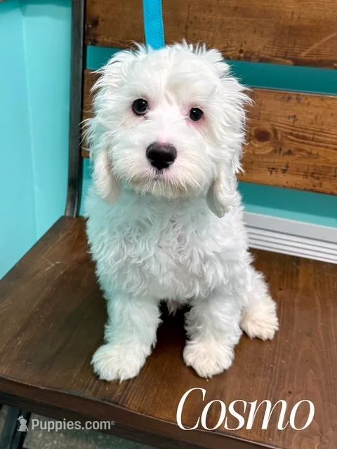 COSMO – Cockapoo puppy for sale in Blacksburg, VA