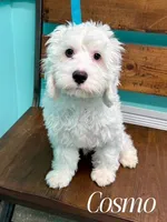 COSMO, a male Cockapoo for sale in Blacksburg, VA – Photo 1 of 2
