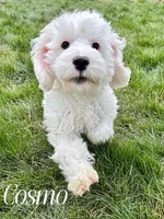 COSMO, a male Cockapoo for sale in Blacksburg, VA – Photo 2 of 2