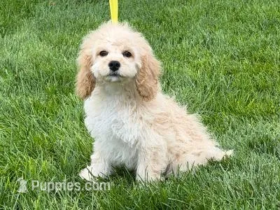 SAMMY – Cockapoo puppy for sale in Blacksburg, VA