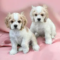BUNKIE, a male Cocker Spaniel for sale in Blacksburg, VA – Photo 2 of 2