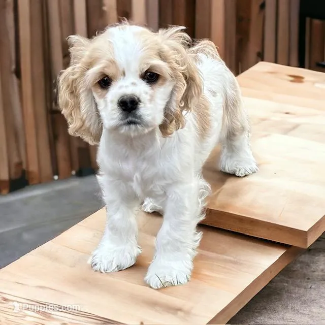 BUNKIE, a male Cocker Spaniel for sale in Blacksburg, VA – Photo 1 of 2