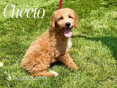 CHEETO – Goldendoodle puppy for sale in Blacksburg, VA