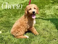 CHEETO, a female Goldendoodle for sale in Blacksburg, VA – 1 of 1