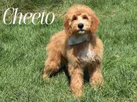 CHEETO, a female Goldendoodle for sale in Blacksburg, VA – 2 of 2