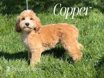 COPPER – Cockapoo puppy for sale in Blacksburg, VA