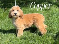 COPPER, a male Cockapoo for sale in Blacksburg, VA – 1 of 2