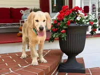 COLBY , a male Golden Cocker Retriever and Miniature Golden Retriever for sale in Blacksburg, VA – 3 of 4